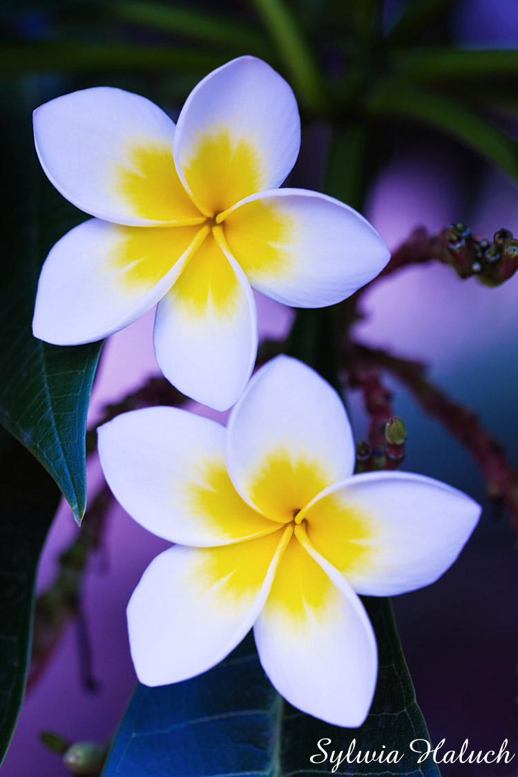 Plumeria – Die Blume der Liebe